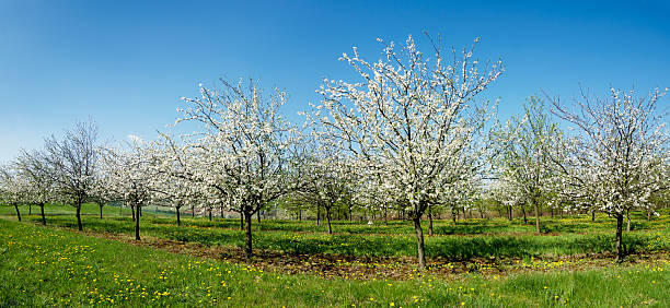 istock panorama flourishing orchard 533040532