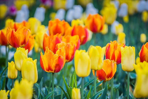 Close up of colorful tulip flowers stock photo