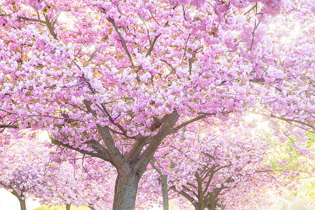 istock Beauty pink flowering ornamental trees 533040754