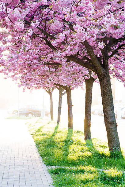 Beauty pink flowering ornamental trees stock photo
