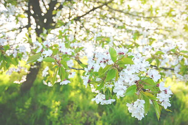 Close up of white cherry blossoms stock photo