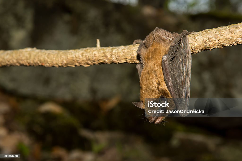 Grande chauve-souris brune - Photo de Chauve-souris libre de droits