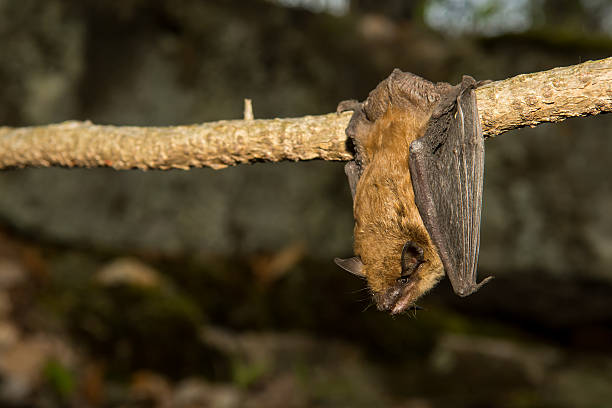 Big Brown Bat A big brown bat roosting on a vine near a cave. bat animal stock pictures, royalty-free photos & images