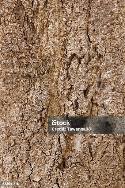 Botany Texture Tree Texture Stock Photo - Download Image Now - Abstract, Backgrounds ...