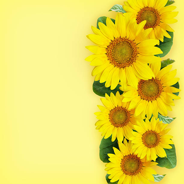istock Sunflowers arrangement 533041354