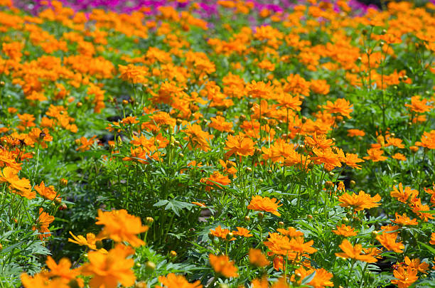 istock Beautiful yellow cosmos flower 533041466
