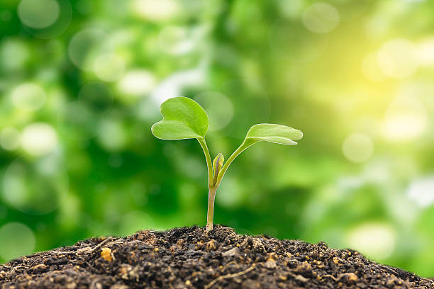 istock Flowering cabbage seedlings stay on green background 533041672