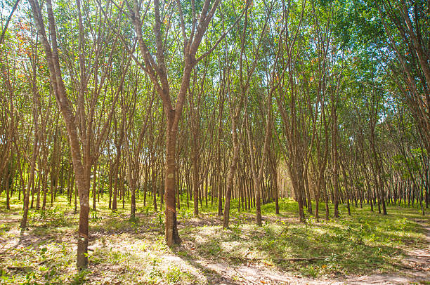 istock Sunbeam shine through the rubber tree plantation 533041676