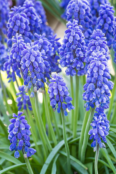 beautiful spring blue flowers muscali stock photo