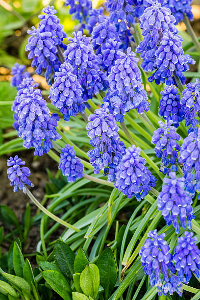 beautiful spring blue flowers muscali stock photo