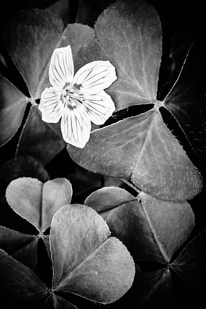 black and white forest flowers stock photo