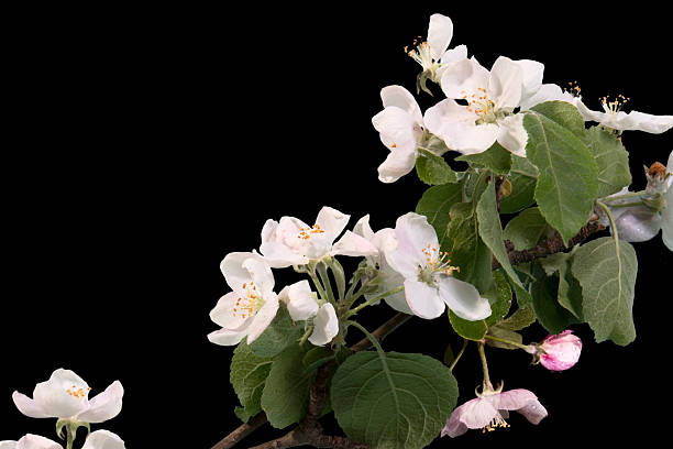 Apple blossoms on a black background stock photo