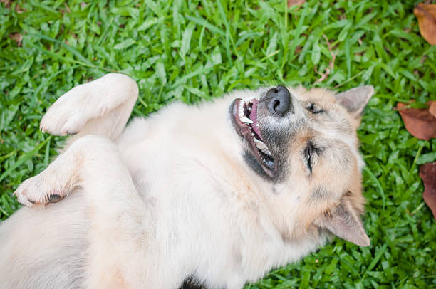 istock Dog and puppies 533044368
