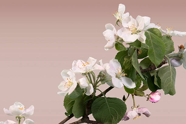 Apple blossoms on beige background inhomogeneous with dew drops stock photo