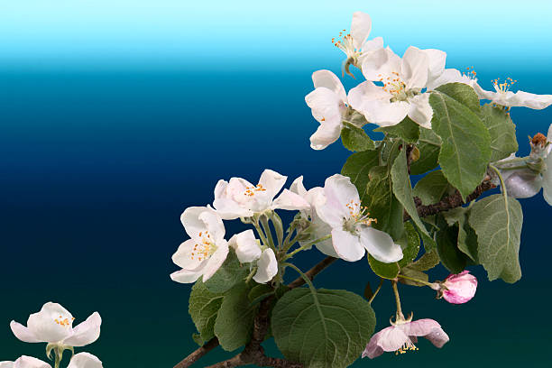 branch of Apple blossoms on a stylized sea background stock photo