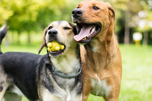 Two dogs playing in the park, sunny day