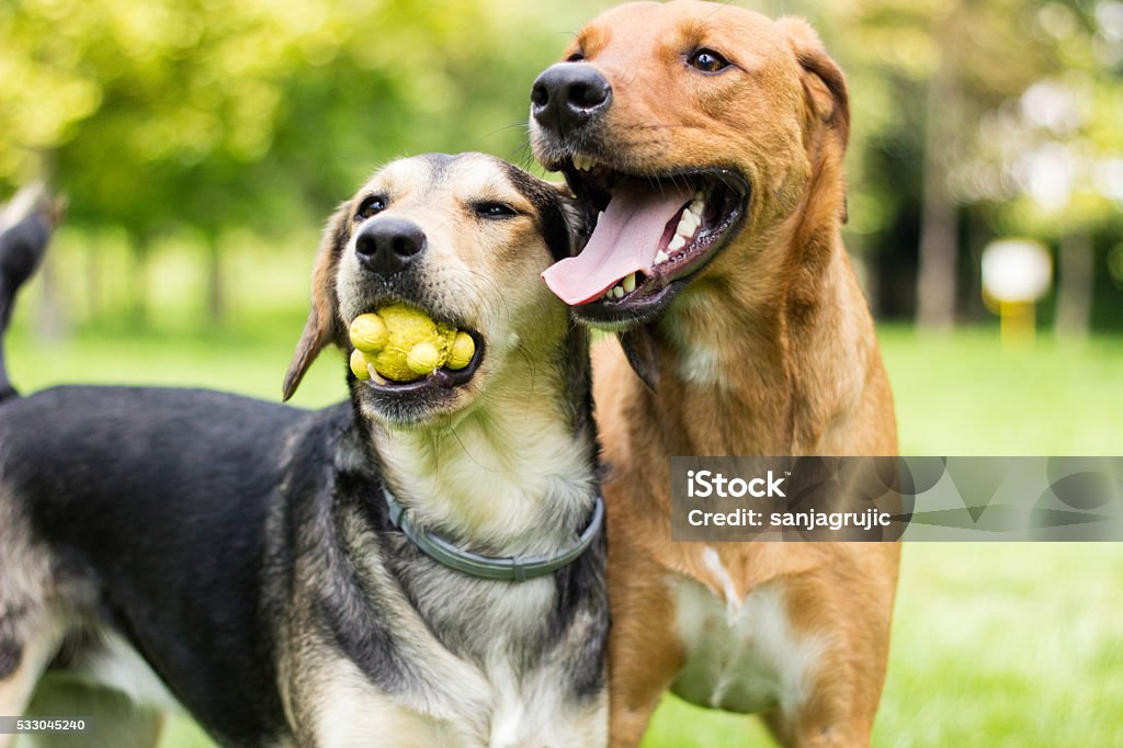 Play with us Two dogs playing in the park, sunny day Dog Stock Photo