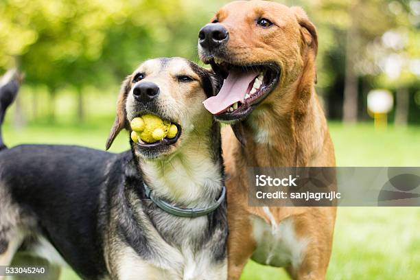 Play With Us Stock Photo - Download Image Now - Dog, Playful, Playing