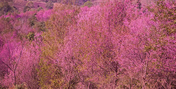 sakura beautiful pink flower in forest and mountain background