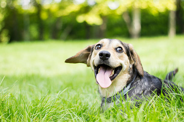 Funny dog with his tongue out stock photo