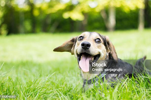 Funny Dog With His Tongue Out Stock Photo - Download Image Now - Dog, Grass, Happiness