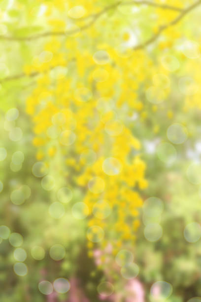 sweet dreamy blurred backgorund of yellow flowers , Cassia javanica with Bokeh light