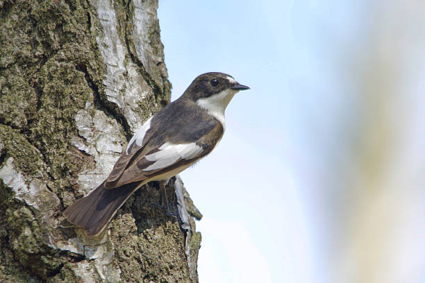 istock European pied flycatcher (Ficedula hypoleuca) 533046148