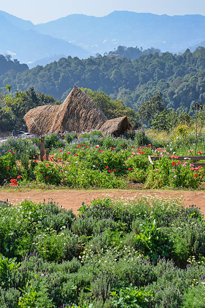 istock Mon Jam viewpoint in Chiang Mai, Thailand 533046440
