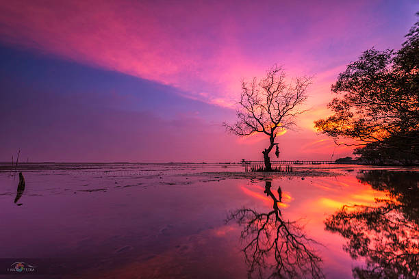 istock Alone tree at twilight ,Mangrove forest ,Seascape 533046662