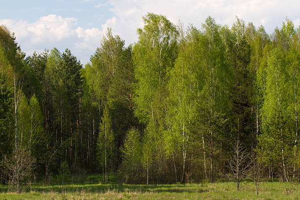 istock Birch grove on border with Belarus and Russia. Located in 533046906