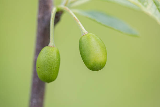 istock First immature green plums on Victoria plum tree 533047316