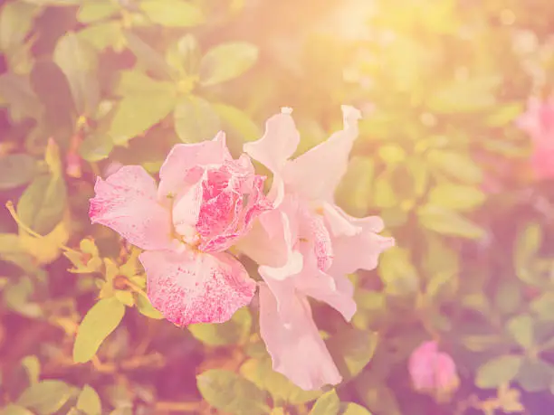 Pink flower in soft color, Made with blur style for background