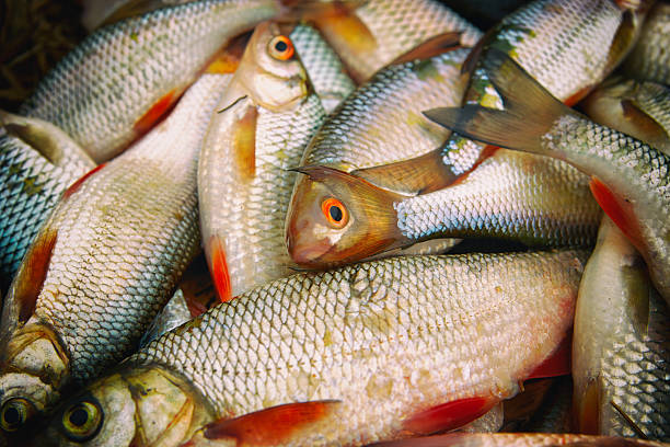 Pile of roaches and other fish, close-up, toned image