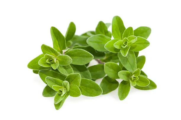 Bunch of marjoram isolated on white background