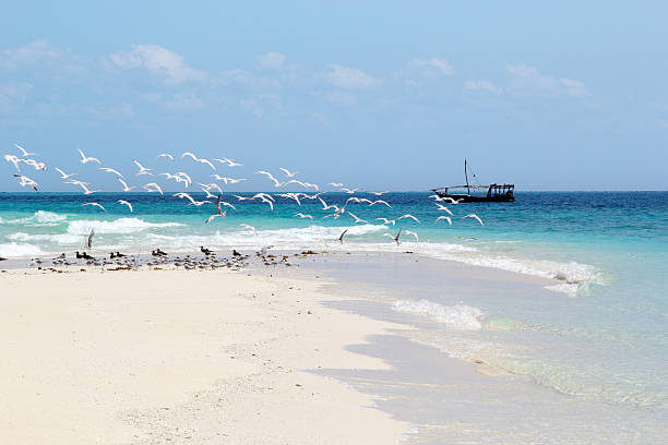 istock Tropical watercape with flying seagulls 533048974
