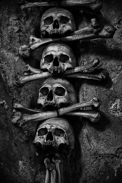 istock collection of skull and bones 533049326