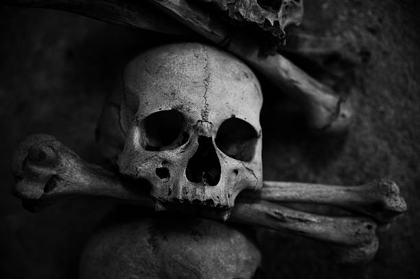 collection of skull and bones stock photo