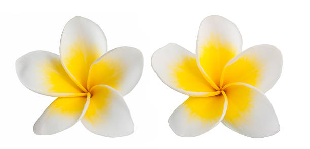 frangipani - flower single flower spa white fotografías e imágenes de stock