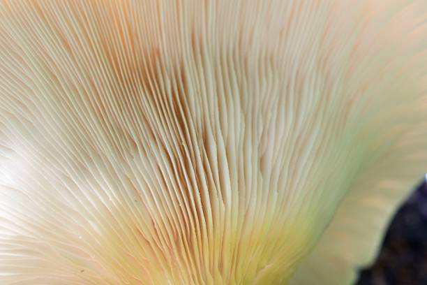 istock Close up of large white fungi 533049836