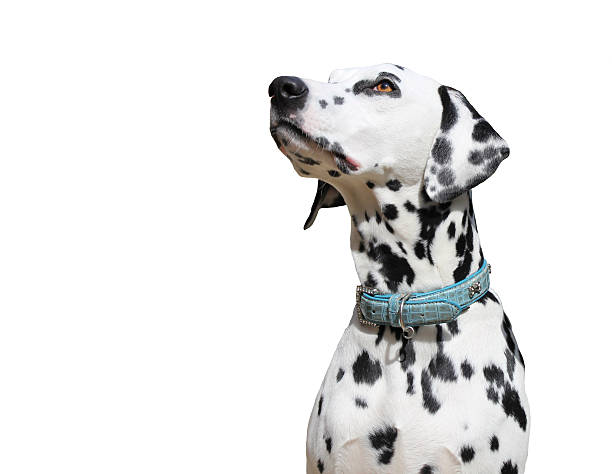 istock Dalmatian isolated against white background 533049959