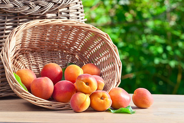 istock basket with ripe apricots 533050068