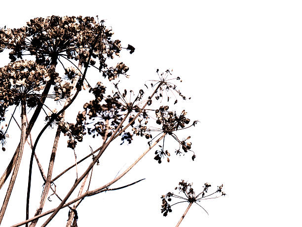 Cow parsley seed heads against a white background. High contrast and selective focus.