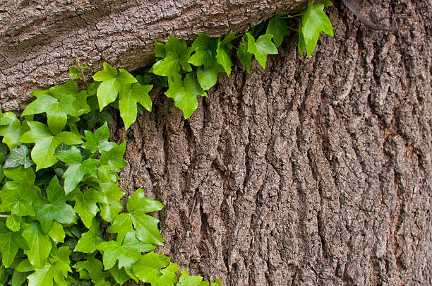 Green ivy winds on the gray tree bark