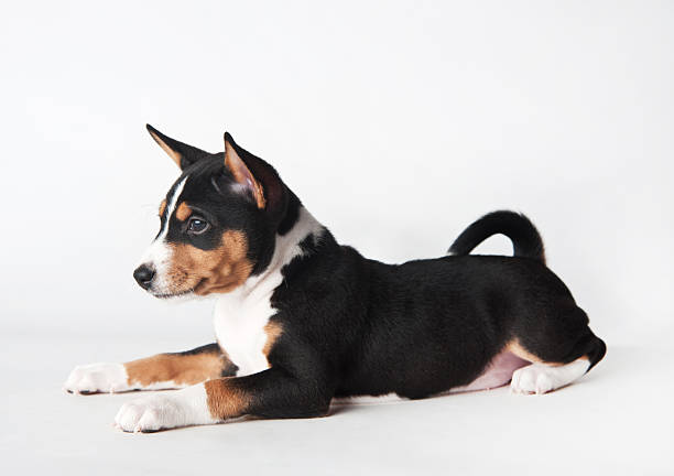 istock Basenji puppy on a white background 533050897