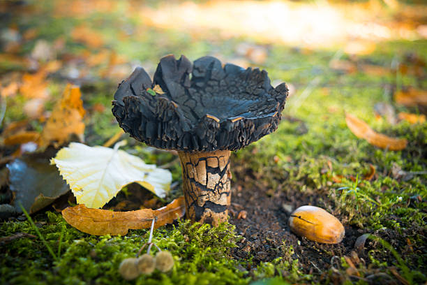 black fungus stock photo