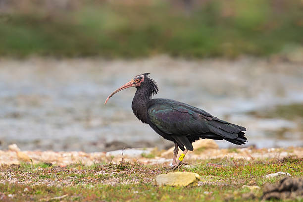 istock Adult Northern Bald Ibis 533052296