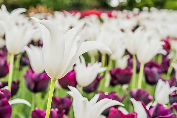 Photo of Tulips flowers in spring. Beautiful bouquet of tulips.