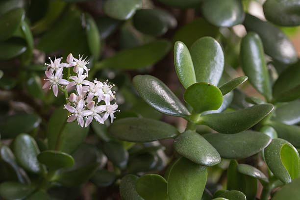 flowering jade plant jade plant (Crassula ovata) with thick green leaves and delicate flowers jade plant stock pictures, royalty-free photos & images