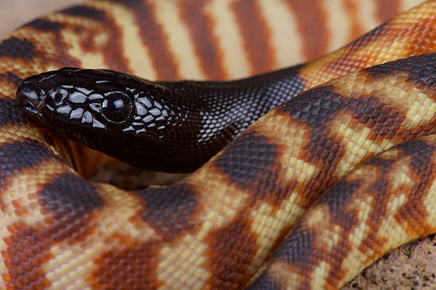 向かうブラックパイソン（aspidites melanocephalus ) - blackheaded ストックフォトと画像