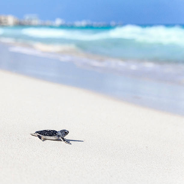 One new born sea turtle heading over the sandy beach to the sea. In background emale legs.  San Salvador